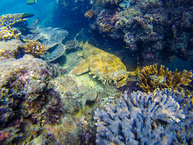 沈没船シュノーケリング体験