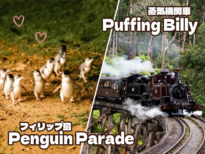 パッフィンビリー蒸気機関車＆ペンギンパレード・プラス席（日本語ガイドアプリ対応）
