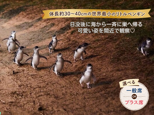 午後発！【フィリップ島ペンギンパレード＆ノビーズ岬】大自然と野生動物に出会う旅