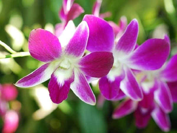 ナショナル・オーキッド・ガーデン（国立蘭園）｜歴史ある植物園