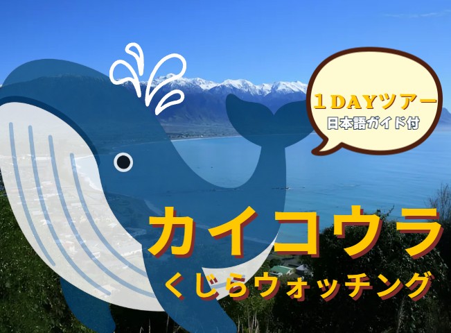 カイコウラ  ホエールウォッチング  1日観光（日本語ガイド付）