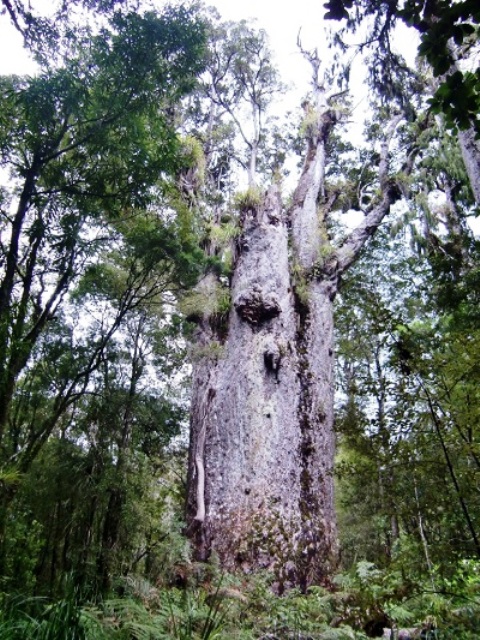 2500年の時を生きるカウリの巨木に出会う旅