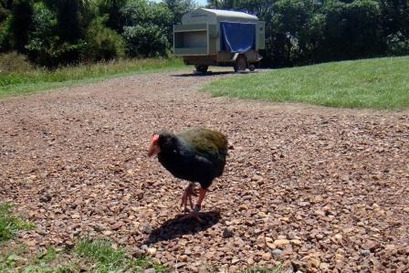 ニュージーランド固有の野鳥に出会える！