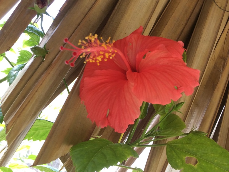 マレーシアの国花ハイビスカス