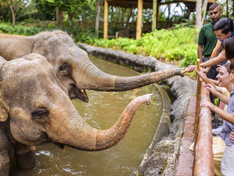 ＜8月9日～8月17日限定JTB特別企画＞【ナイトサファリ・アニマルナイト】優先乗車付日本語音声トラム乗車確約＋動物園入場（動物とのふれあいとディナーブッフェ）