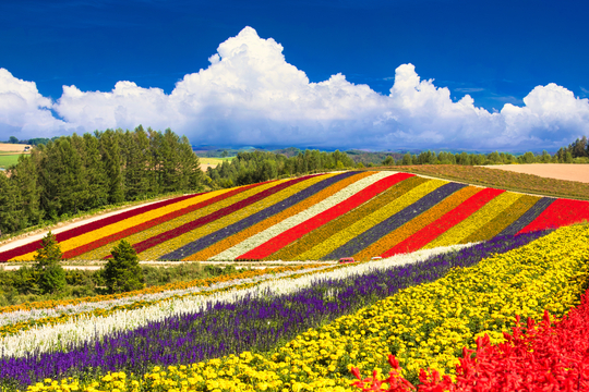 「花々が織りなす⾊彩のタペストリー」四季彩の丘（北海道）/イメージ