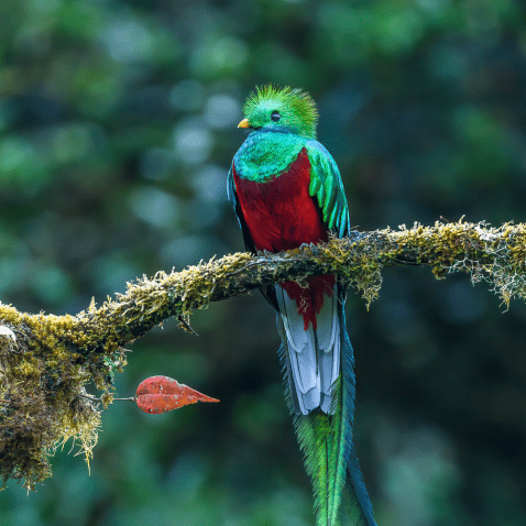 見ると幸せになれる？幻の鳥ケツァールを追いかけて～コスタリカ～