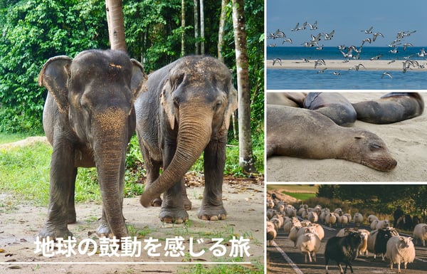 日本では「日常では出会えない距離」で動物に出会える国５選【StudioJTB】